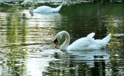 swans